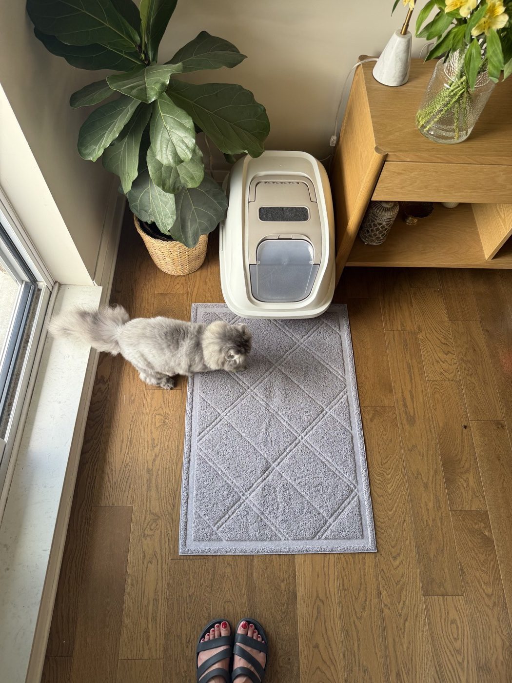 Grey litter mat in front of a covered litter box, with our long-haired cat walking onto it