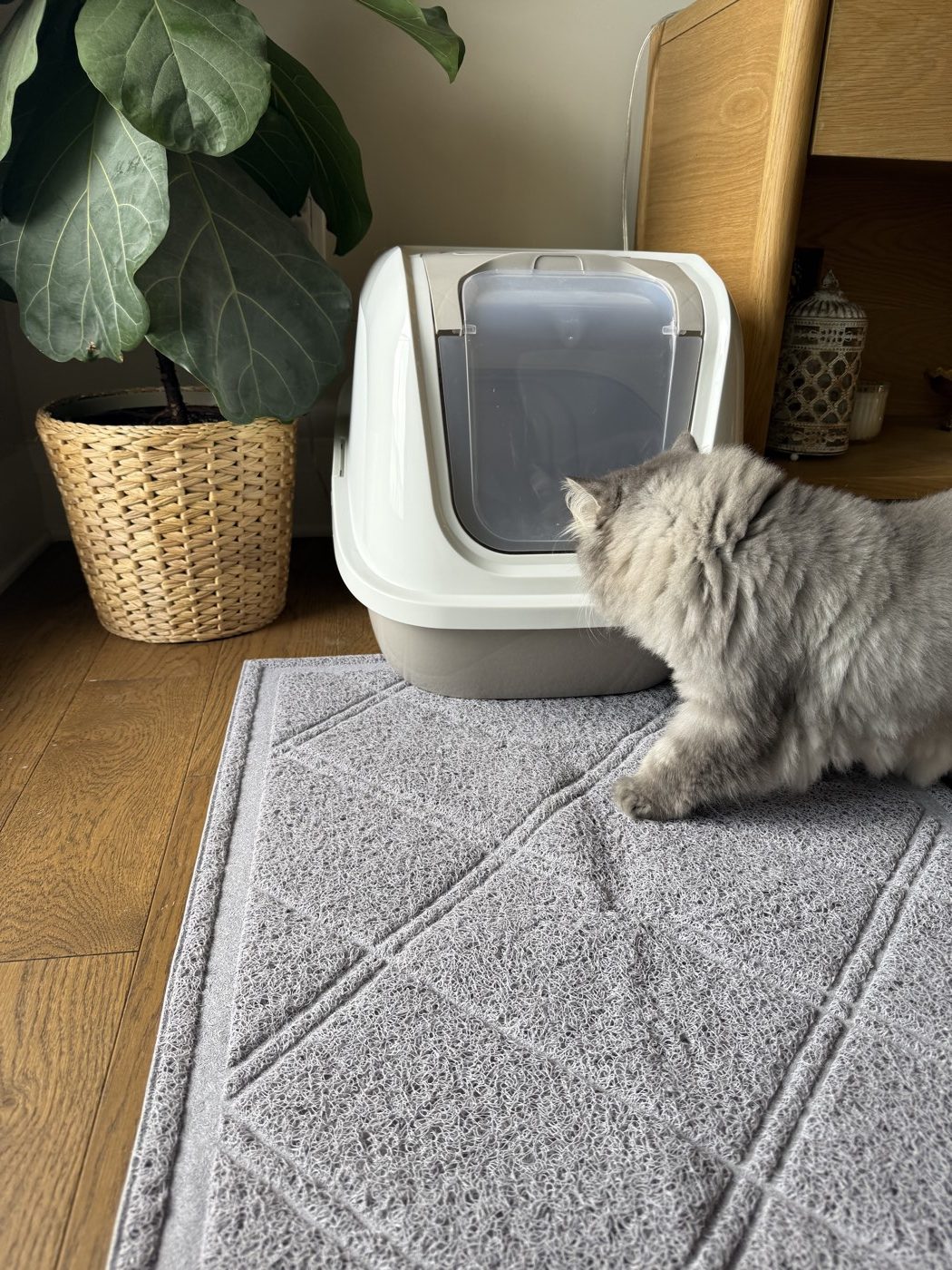 Our long-haired grey cat stepping across the mat
