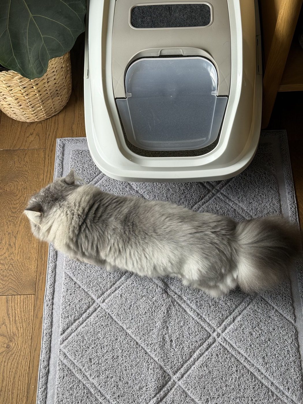 Overhead view of our cat on the mat for scale