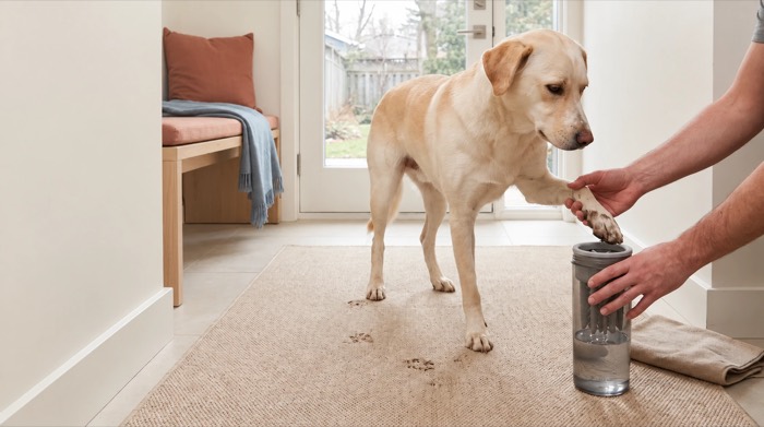 A person holding a Labrador's muddy paw above a paw-cleaning cup beside an entryway mat.